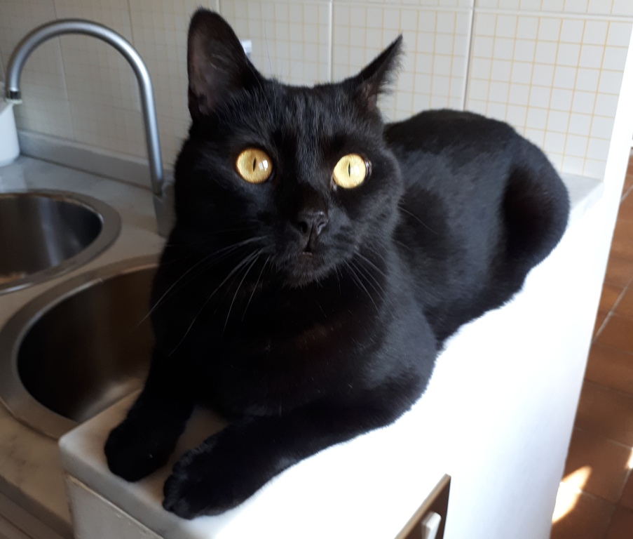 Smarrita Circe La Mia Gattina Nera Aiutatemi A Trovarla QuiLivorno it