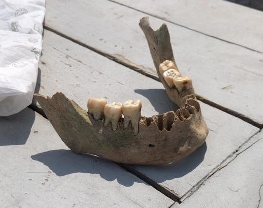 Molo Novo, tra i rifiuti spunta una mandibola umana QuiLivorno.it