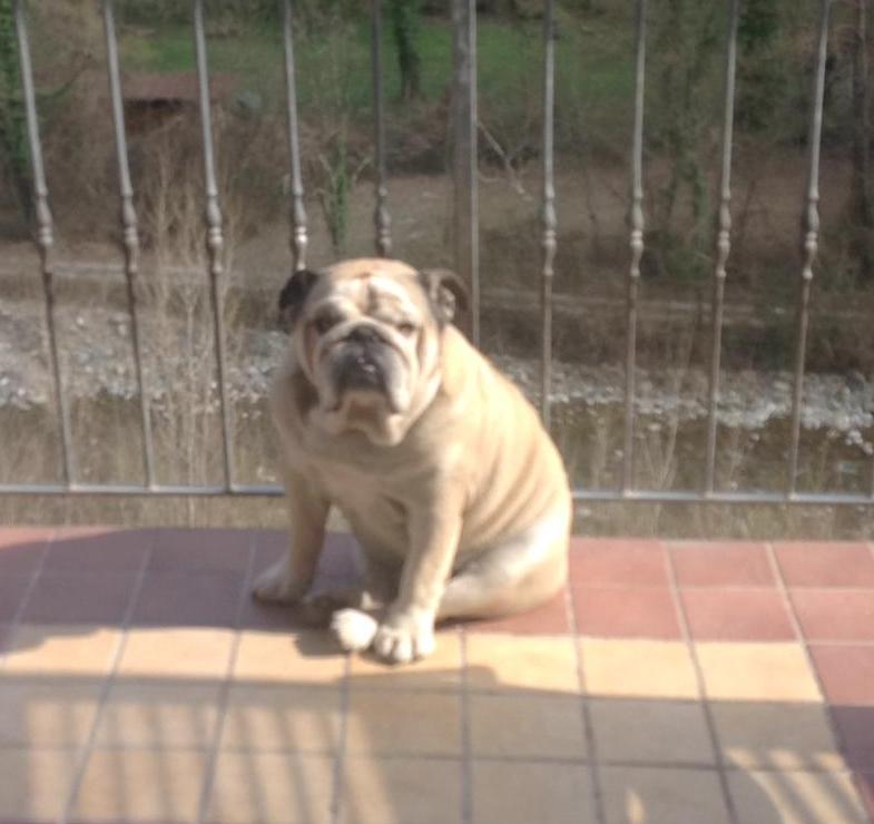 Salvi Prof Ssa Figlio E Il Bulldog Gobin Nell Auto In Fiamme Quilivorno It